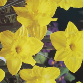  Vincent Nurseries