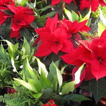  Vincent Nurseries