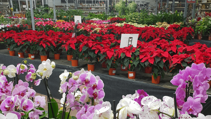  Vincent Nurseries