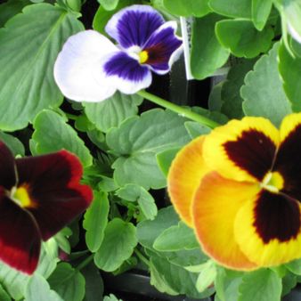  Vincent Nurseries